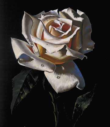 FLOWER WALLPAPER : WHITE ROSE